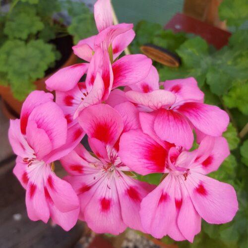Pelargongaragets Sandra