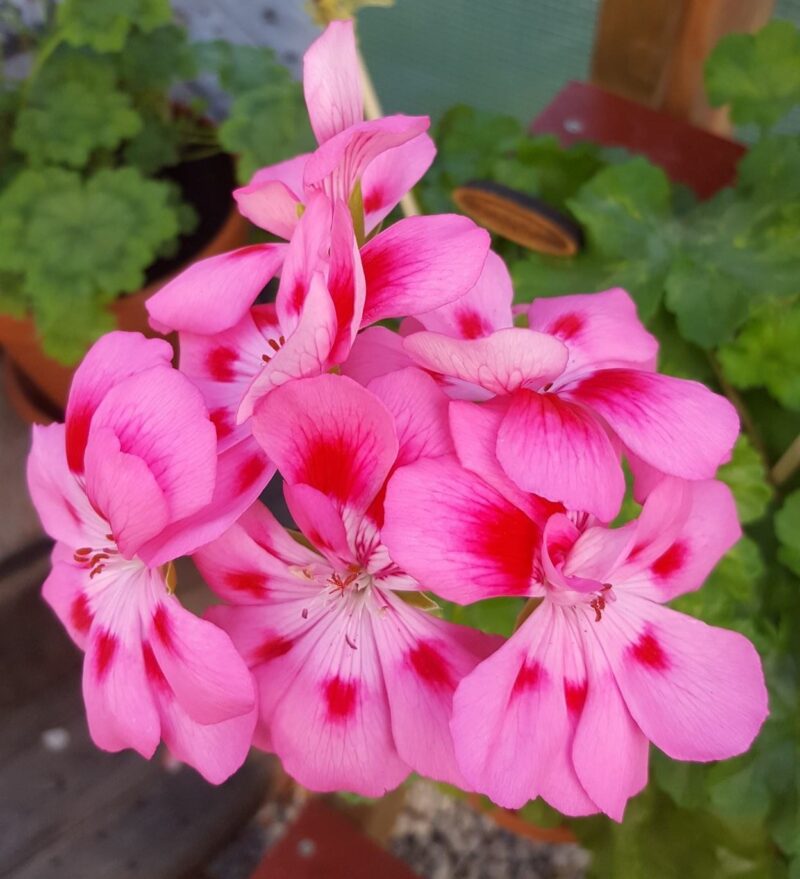 Pelargongaragets Sandra