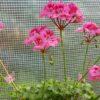 Pelargongaragets Sandra