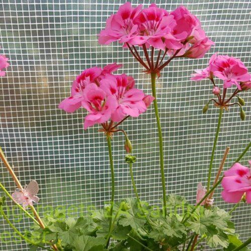 Pelargongaragets Sandra