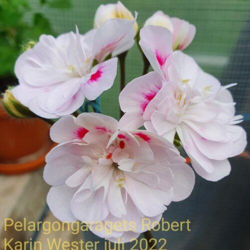 Pelargongaragets Robert