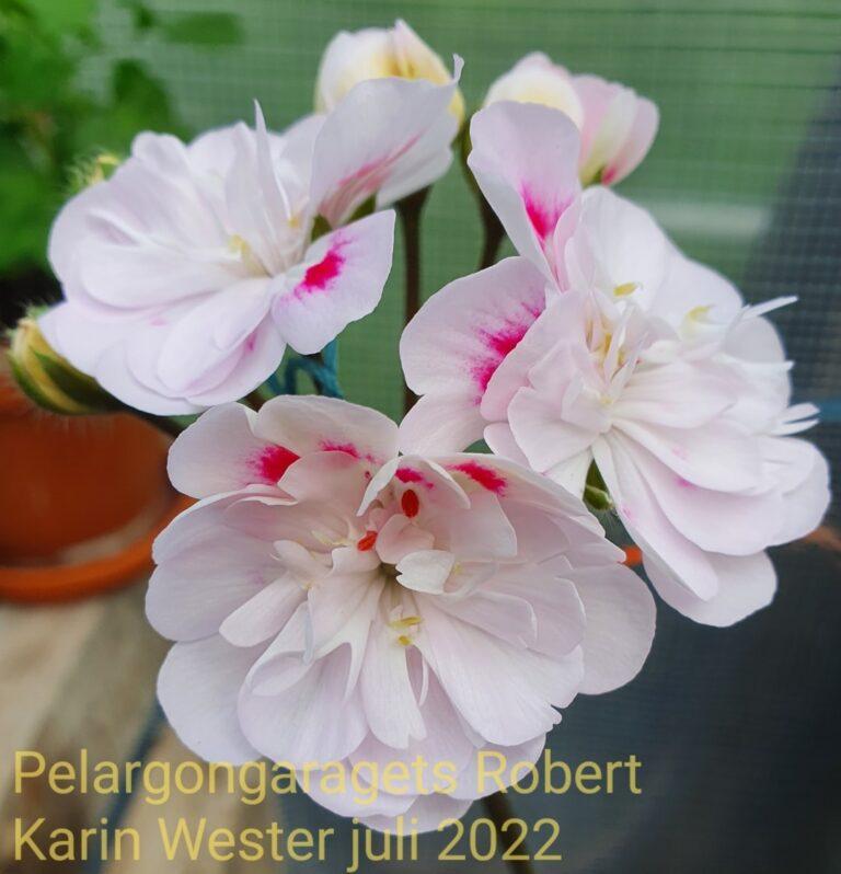 Pelargongaragets Robert