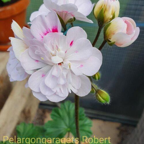 Pelargongaragets Robert