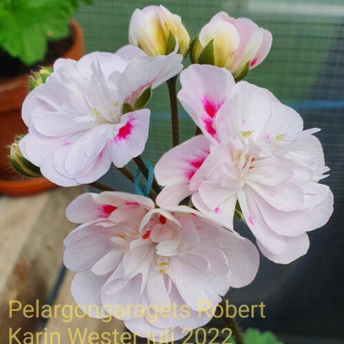 Pelargongaragets Robert