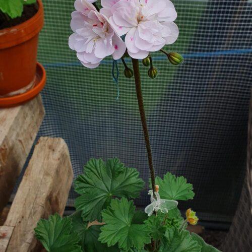 Pelargongaragets Robert