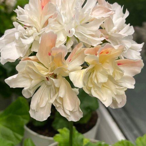 Pelargongaragets Sergei