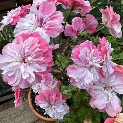 Pelargongaragets Margit
