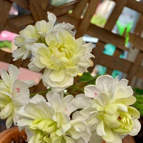 Pelargongaragets Kornelia
