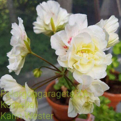 Pelargongaragets Kornelia