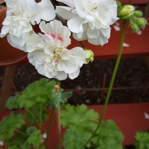 Pelargongaragets Kornelia
