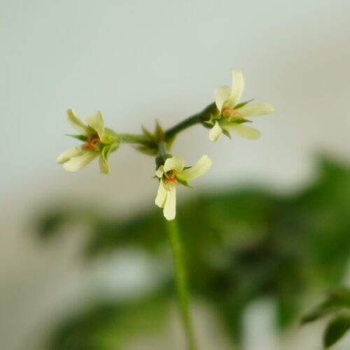 Pelargonium alchemilloides