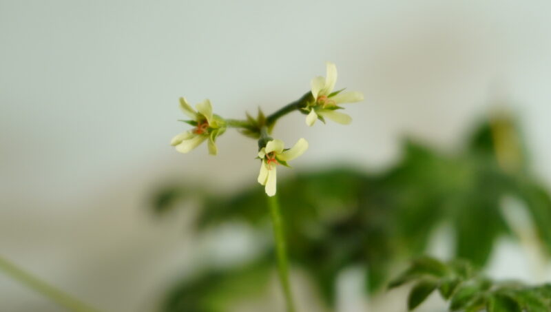 Pelargonium alchemilloides