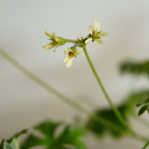 Pelargonium alchemilloides