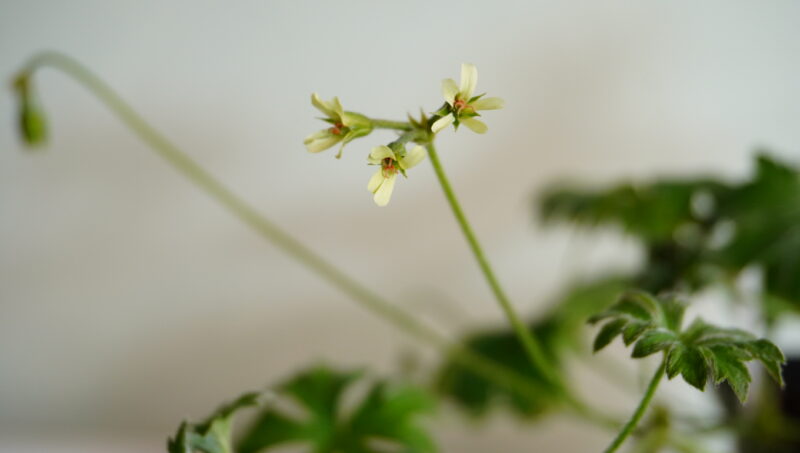 Pelargonium alchemilloides