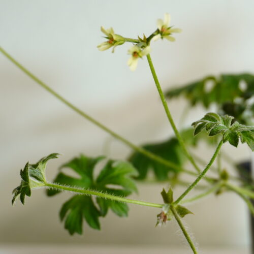 Pelargonium alchemilloides