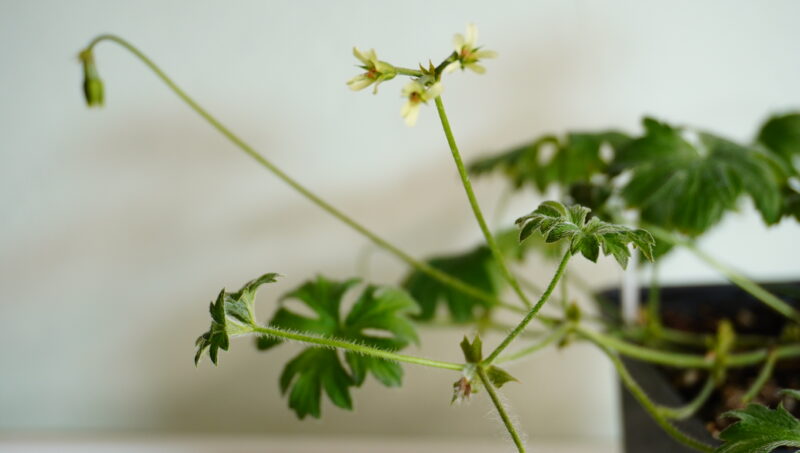 Pelargonium alchemilloides