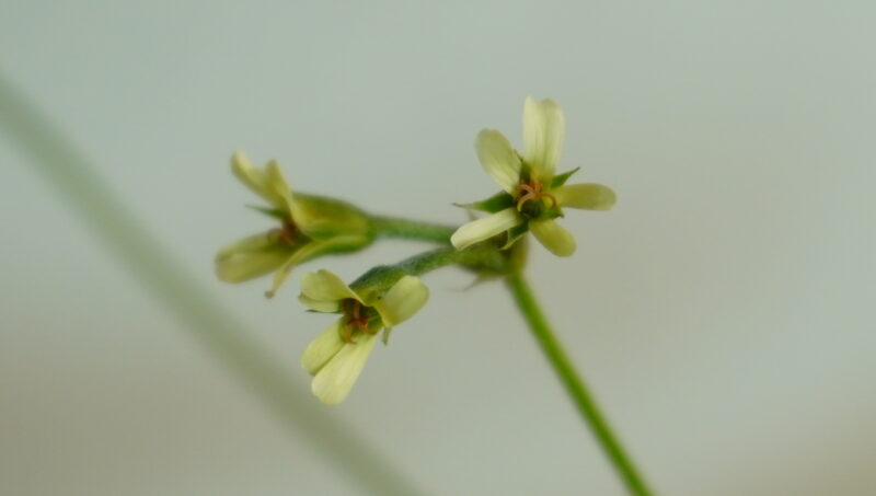 Pelargonium alchemilloides