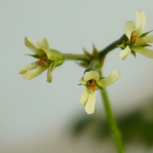 Pelargonium alchemilloides