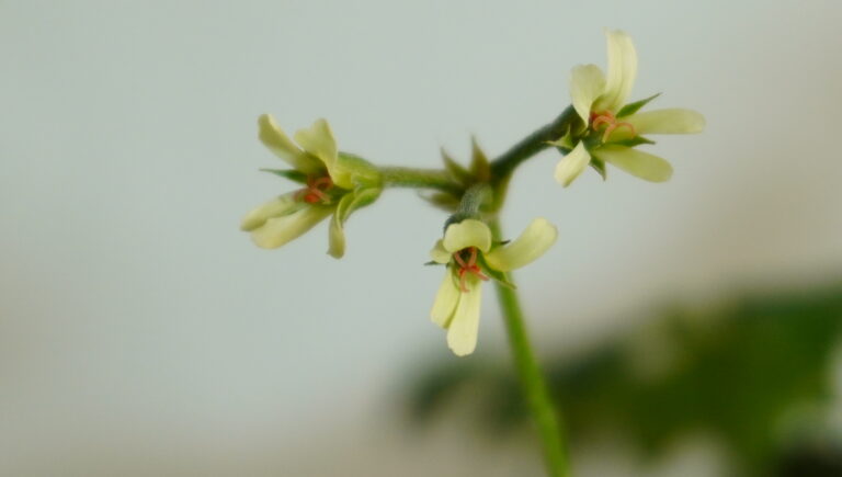 Pelargonium alchemilloides