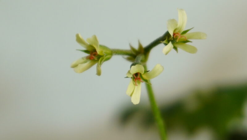 Pelargonium alchemilloides