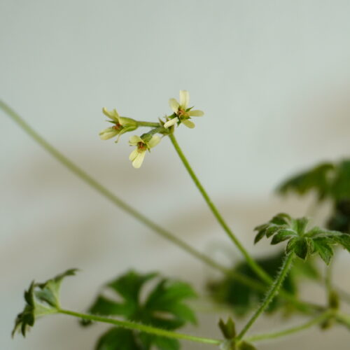 Pelargonium alchemilloides