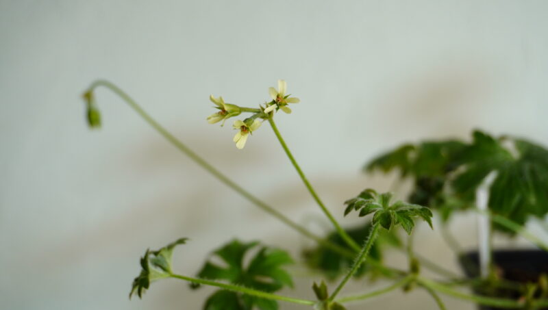 Pelargonium alchemilloides