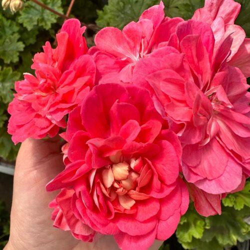 Нина Розовый Фламинго