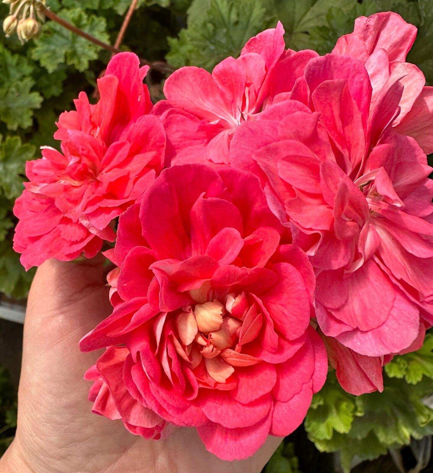 Нина Розовый Фламинго