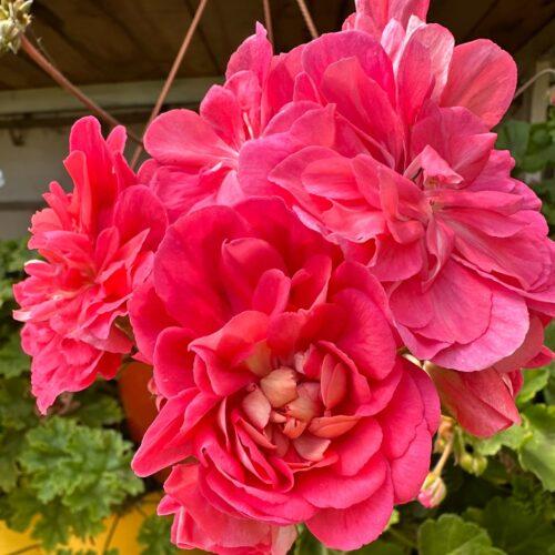 Нина Розовый Фламинго