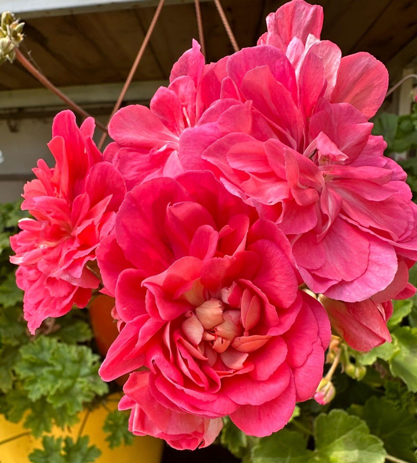 Нина Розовый Фламинго