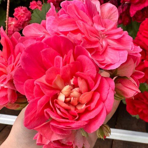 Нина Розовый Фламинго