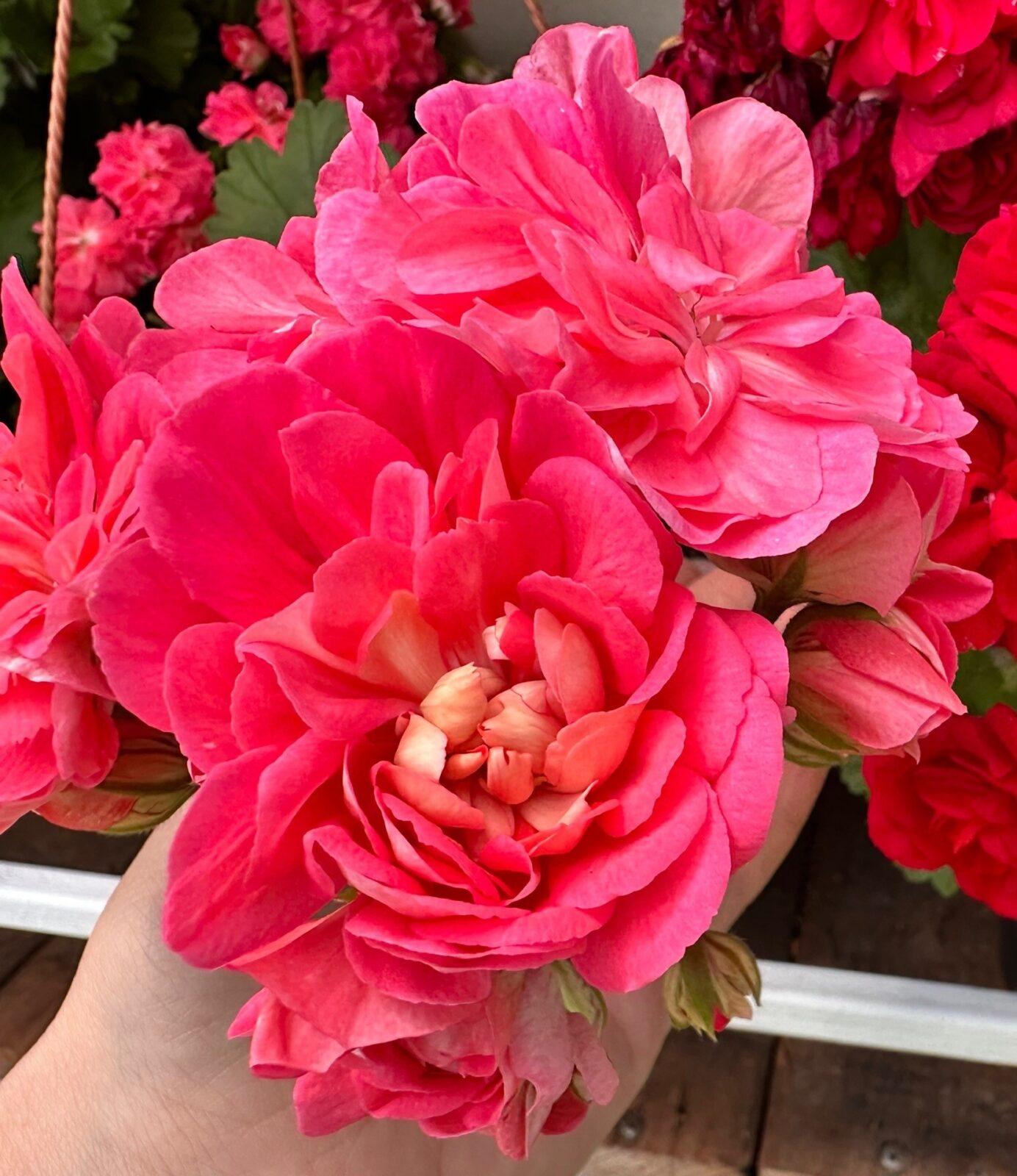 Нина Розовый Фламинго