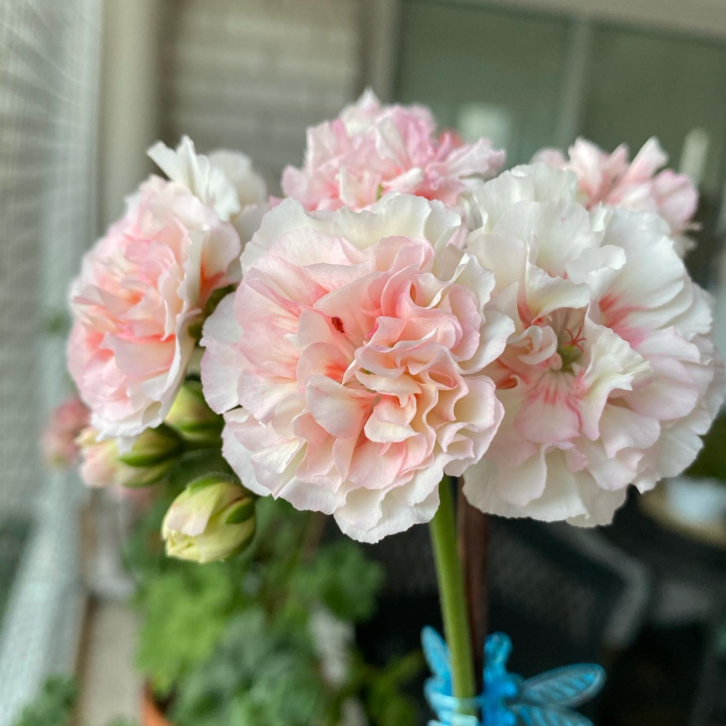 Cara Bambina — изображение 4