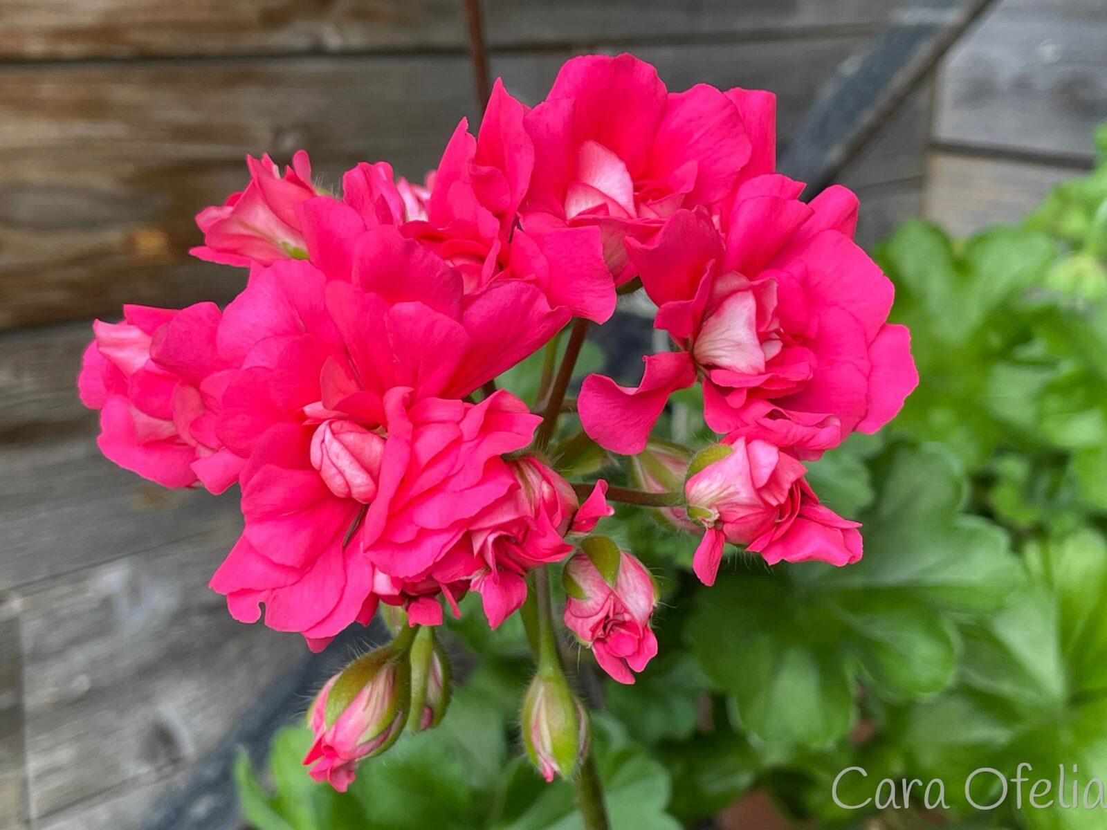 Cara Ofelia — изображение 5