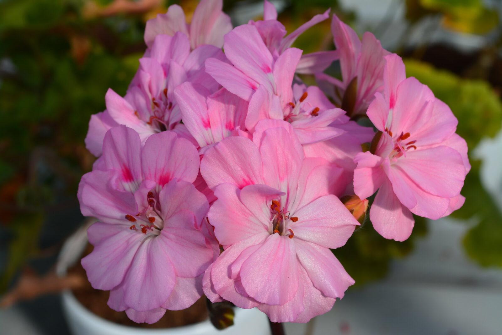 Pelargongaragets Asa