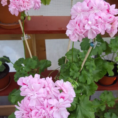 Pelargongaragets Christina