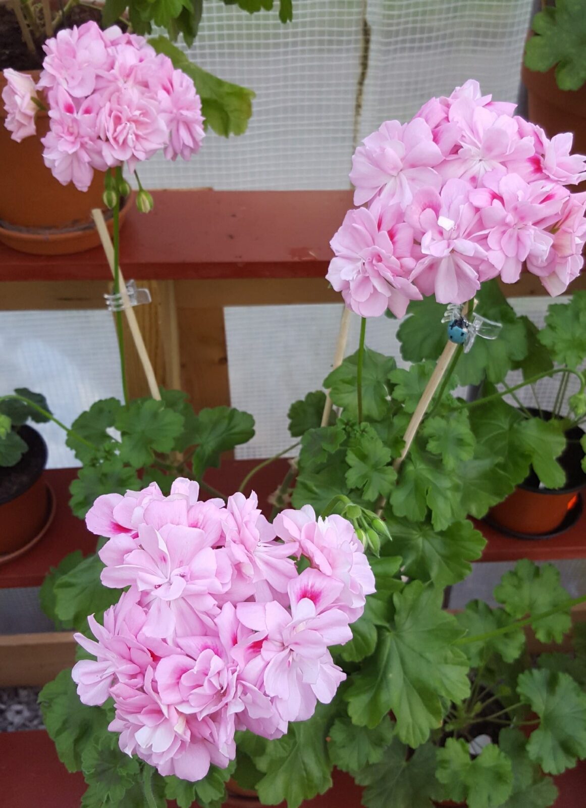 Pelargongaragets Christina