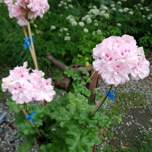 Pelargongaragets Christina