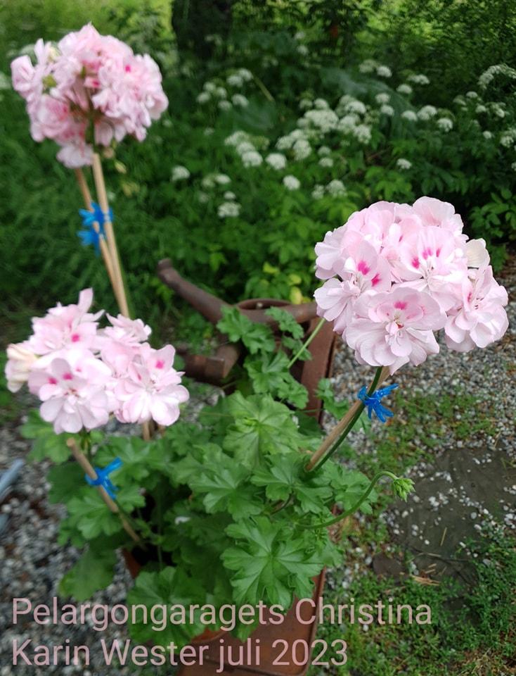 Pelargongaragets Christina