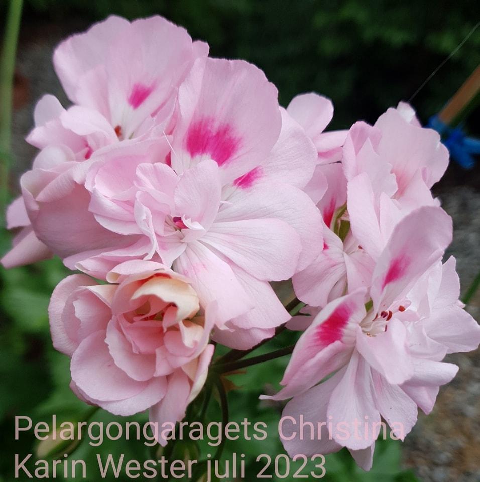 Pelargongaragets Christina