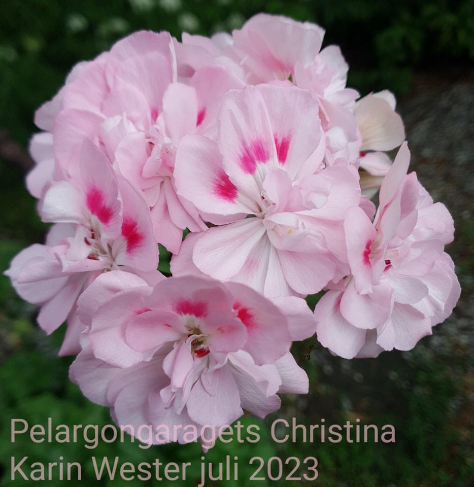 Pelargongaragets Christina