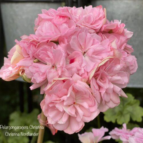 Pelargongaragets Christina
