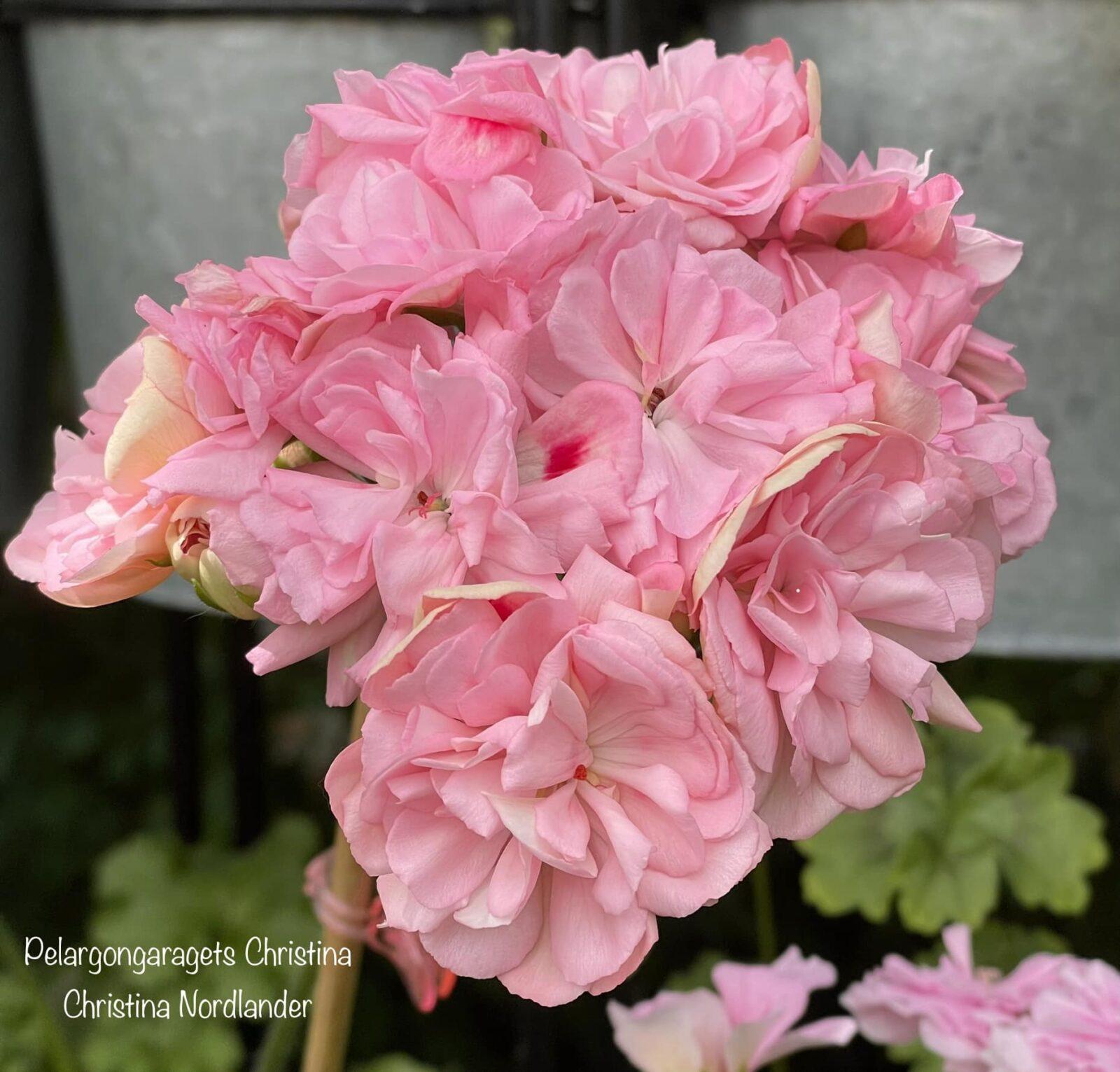 Pelargongaragets Christina