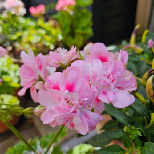 Pelargongaragets Christina