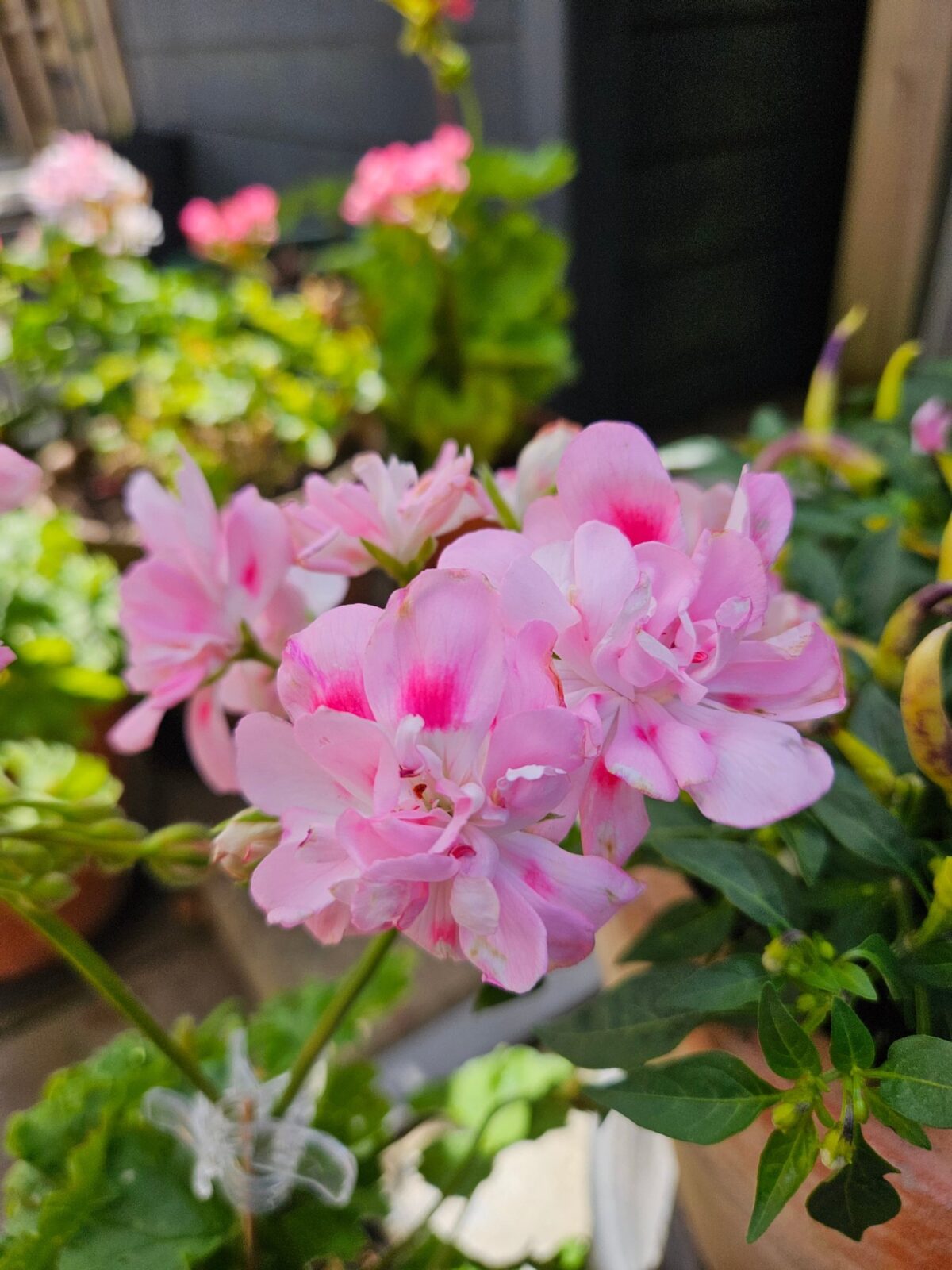 Pelargongaragets Christina