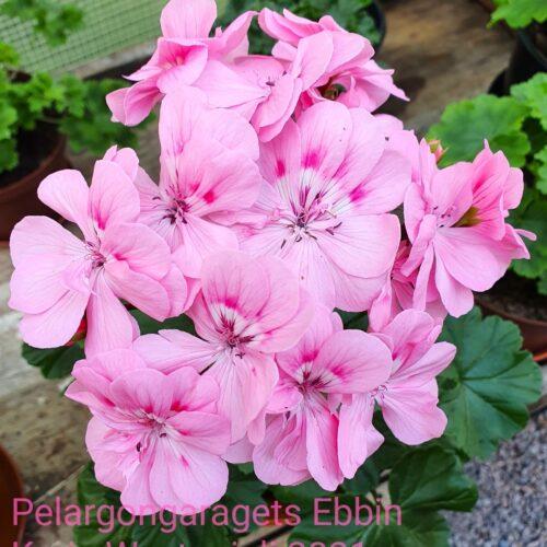 Pelargongaragets Ebbin
