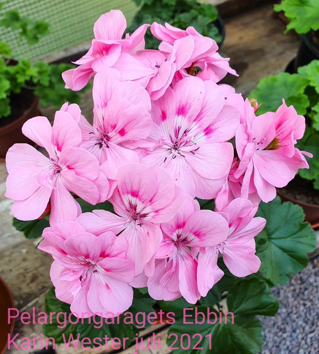Pelargongaragets Ebbin
