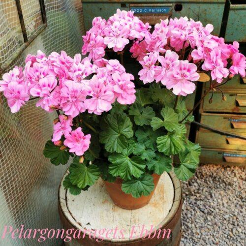 Pelargongaragets Ebbin