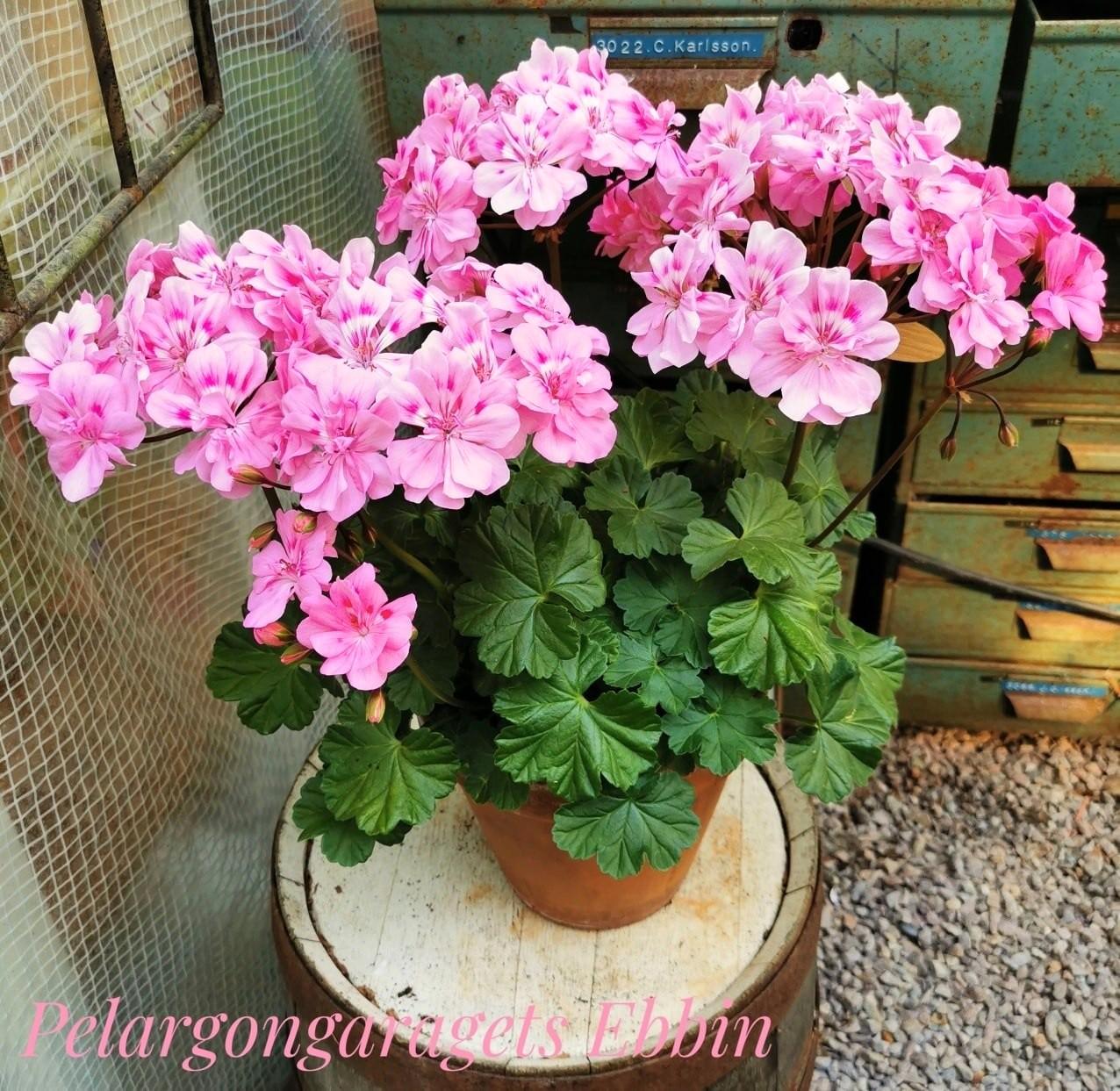 Pelargongaragets Ebbin
