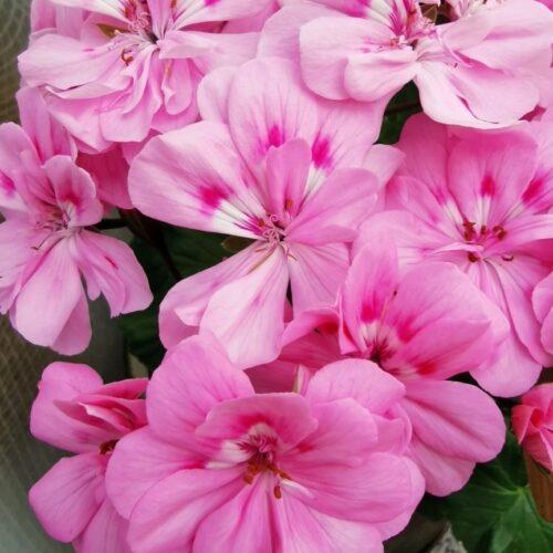 Pelargongaragets Ebbin